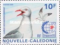 Silver Gull (Larus novaehollandiae)