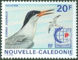 Roseate Tern (Sterna dougallii)