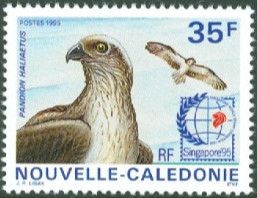 Osprey (Pandion haliaetus)
