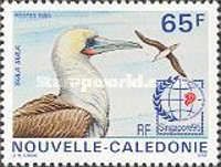 Red-footed Booby (Sula sula)