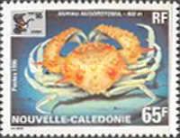 Crab (Mursia musorstomia)