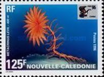 Sea Lily (Metacrinus levii)