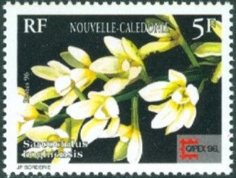 Sarcochilus koghiensis
