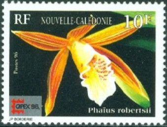 Phaius robertsii