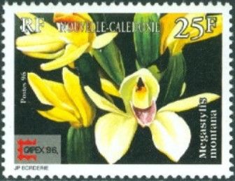Megastylis montana