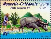 Domestic Asian Water Buffalo (Bubalus bubalis)