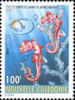 Bargibant's Seahorse (Hippocampus bargibanti)