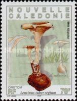 Lentinus tuber-regium