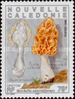 Morchella anteridiformis