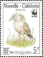 Kagu (Rhynochetos jubatus)