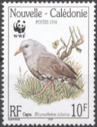 Kagu (Rhynochetos jubatus)