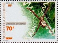 Tropical St Andrew's Cross Spider (Argiope aetherea)