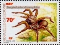 Brush-footed Trapdoor Spider (Barycheloides alluviophilus)