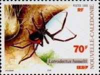 Redback Spider (Latrodectus hasselti)