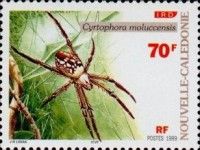Tent Spider (Cyrtophora moluccensis)