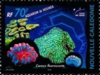 Fluorescent Coral