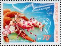 Harlequin Shrimp (Hymenocera elegans)
