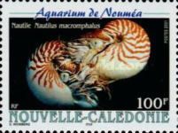 Bellybutton Nautilus (Nautilus macromphalus)