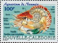 Bellybutton Nautilus (Nautilus macromphalus)