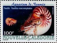 Bellybutton Nautilus (Nautilus macromphalus)