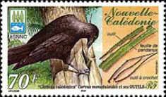 New Caledonian Crow (Corvus moneduloides)