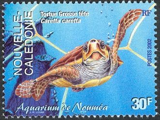 Loggerhead (Caretta caretta)