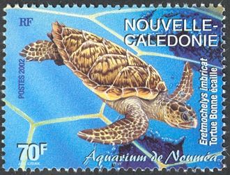 Hawksbill Turtle (Eretmochelys imbricata)