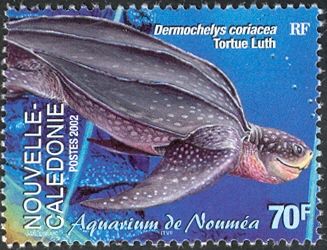 Leatherback Sea Turtle (Dermochelys coriacea)