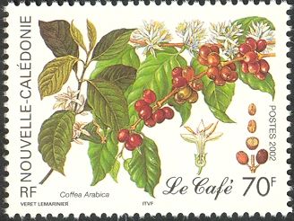 Coffea arabica