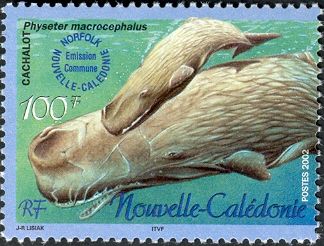 Sperm Whale (Physeter macrocephalus) and calf