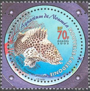 Highfin Grouper (Epinephelus maculatus)