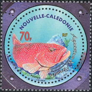 Leopard Coral Trout (Plectropomus leopardus)