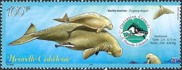 Dugong (Dugong dugon)