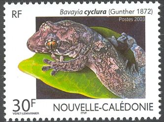 Gunther's New Caledonian Gecko (Bavayia cyclura)