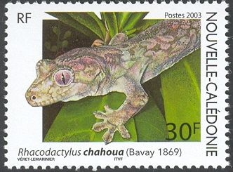 Mossy New Caledonian Gecko (Rhacodactylus chahoua)