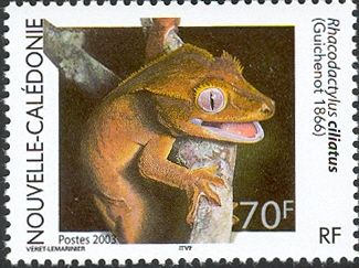 Crested Gecko (Rhacodactylus ciliatus)