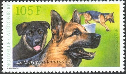 German Shepherd (Canis lupus familiaris)