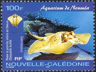 Blue-spotted Stingray (Dasyatis kuhlii)