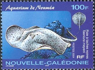 Round Ribbontail Ray (Taeniura meyeni)