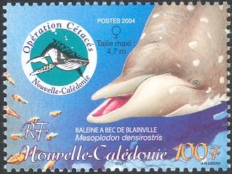 Blainville's Beaked Whale (Mesoplodon densirostris)