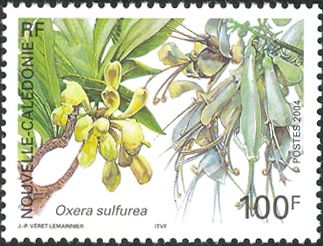 Oxera sulfurea