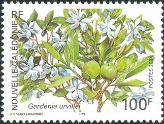 Gardenia urvillei