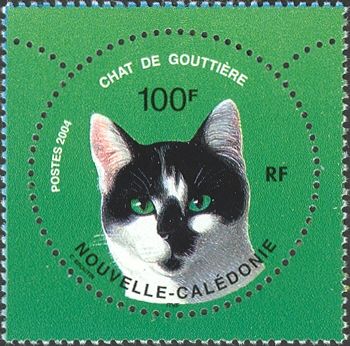 Domestic Cat (Felis silvestris catus)