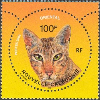 Oriental Shorthair (Felis silvestris catus)