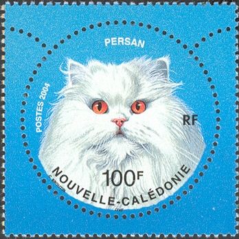 Persian Cat (Felis silvestris catus)
