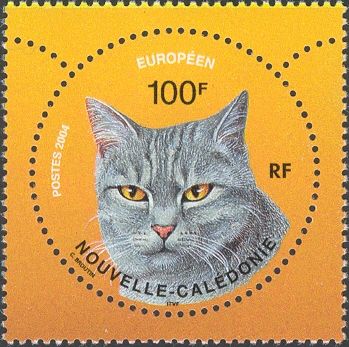 European Shorthair (Felis silvestris catus)