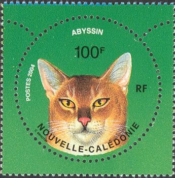 Abyssinian (Felis silvestris catus)