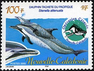 Pantropical Spotted Dolphin (Stenella attenuata)