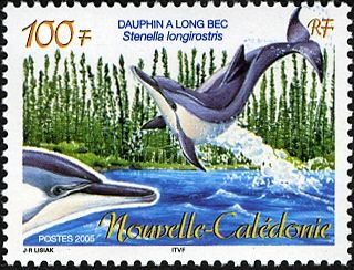 Spinner Dolphin (Stenella longirostris)