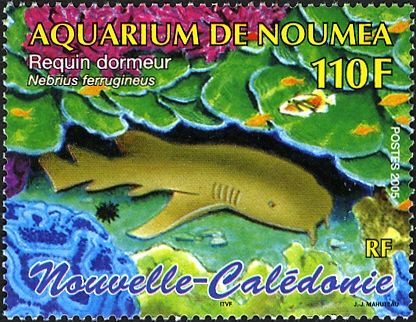 Tawny Nurse Shark (Nebrius ferrugineus)